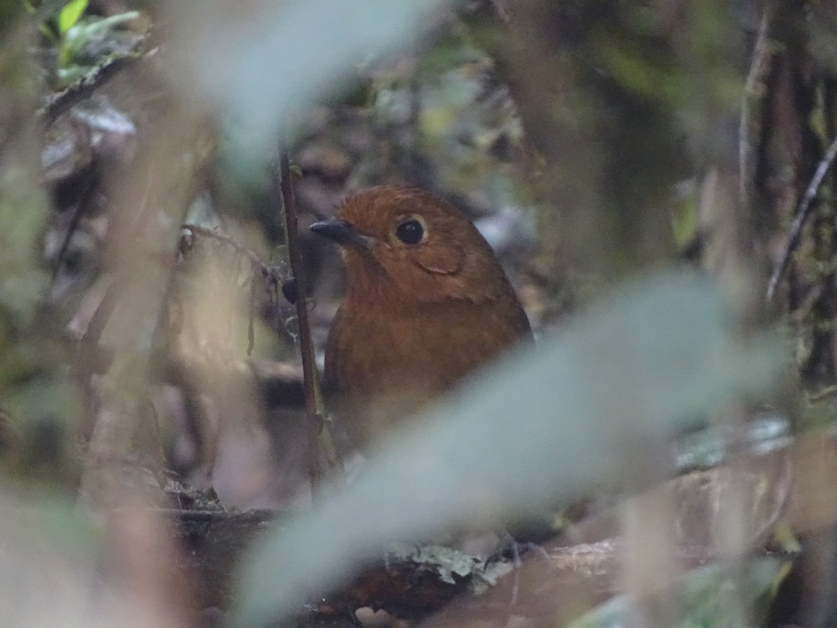 Cajamarca Antpitta - ML210656671