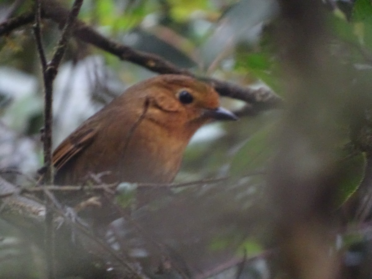 Cajamarca Antpitta - ML210656691