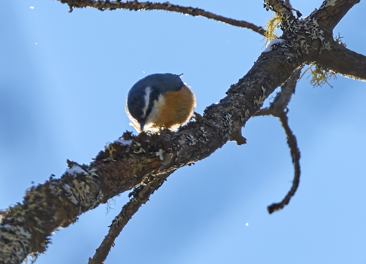 Red-breasted Nuthatch - ML210657231