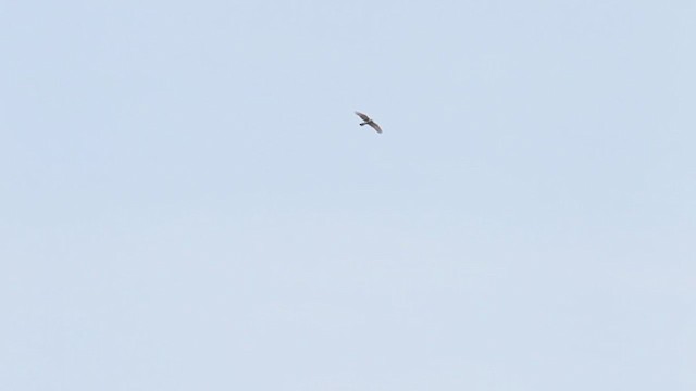 Rufous-winged Buzzard - ML210657321