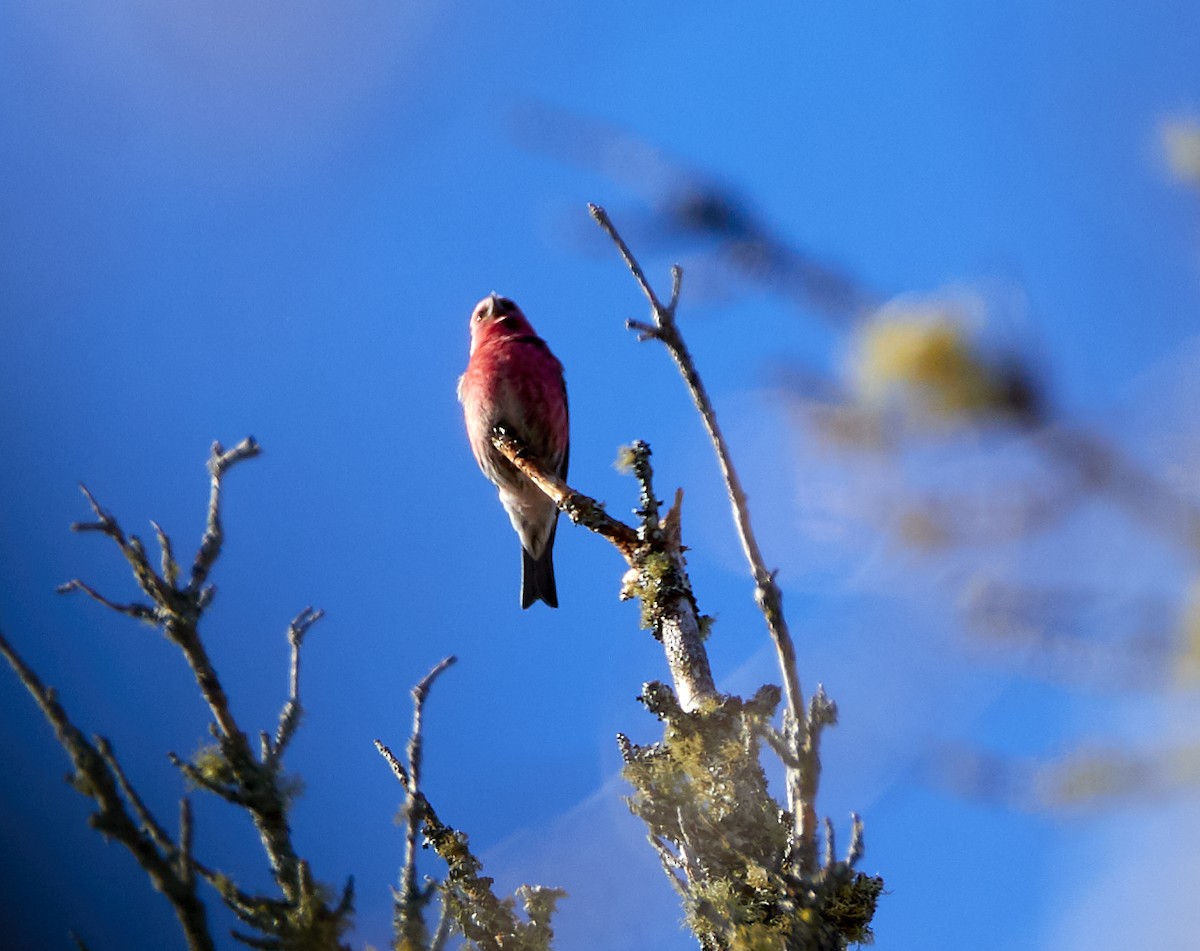 White-winged Crossbill - ML210657351