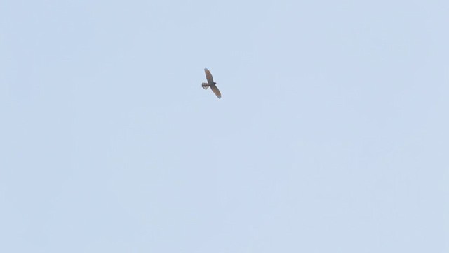 Rufous-winged Buzzard - ML210657461