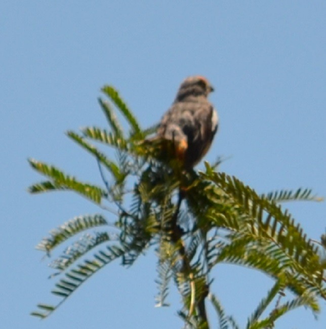 Zweibinden-Pflanzenmäher - ML210658751