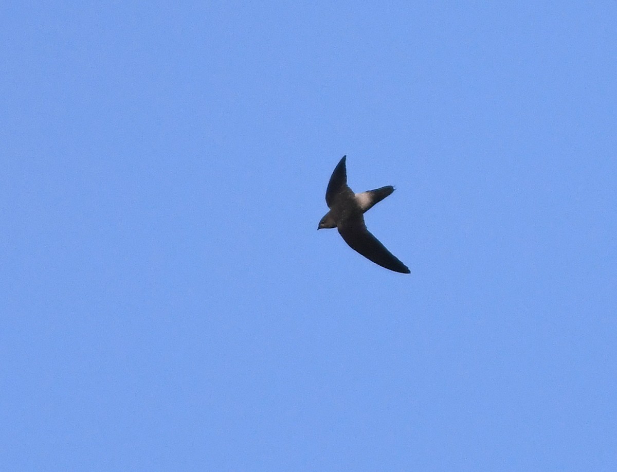 Gray-rumped Swift - ML210659671