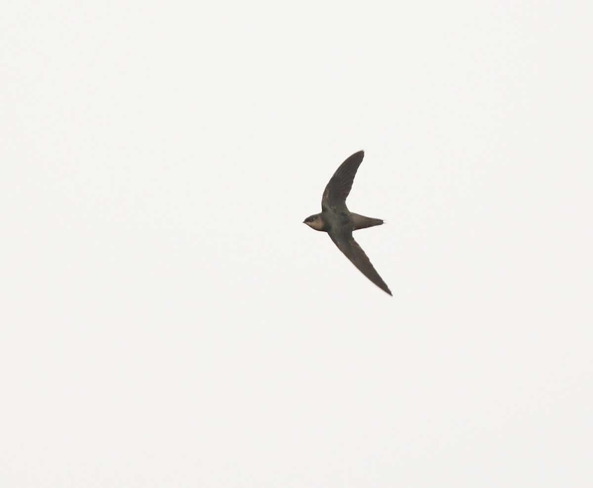 Gray-rumped Swift - ML210659681