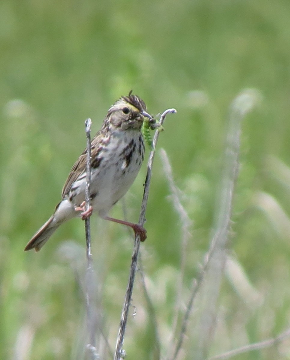 Savannah Sparrow - Marya Moosman