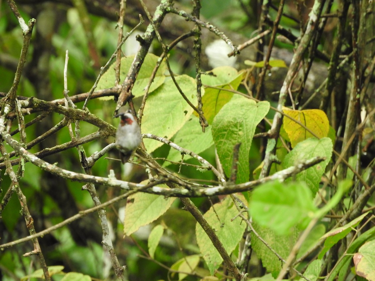 Long-billed Starthroat - ML210663271