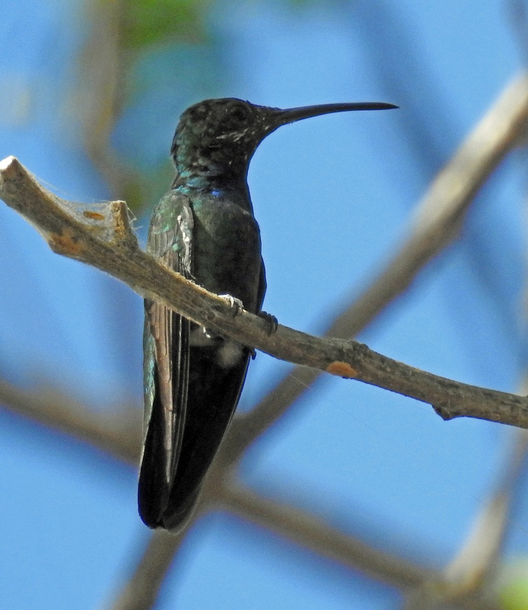 kolibřík lesklý - ML210663421