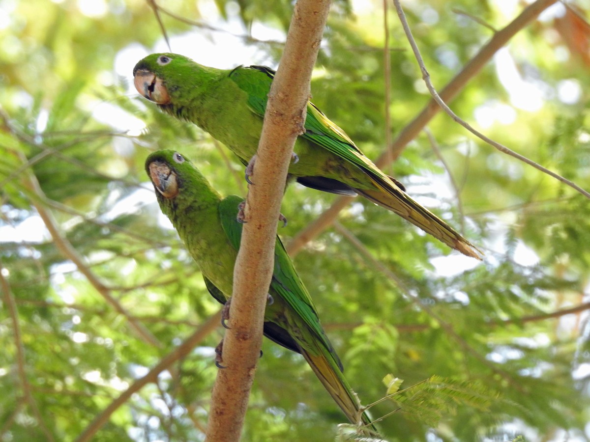 オオメキシコインコ - ML210663531