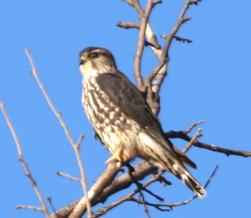 Merlin - Zebedee Muller