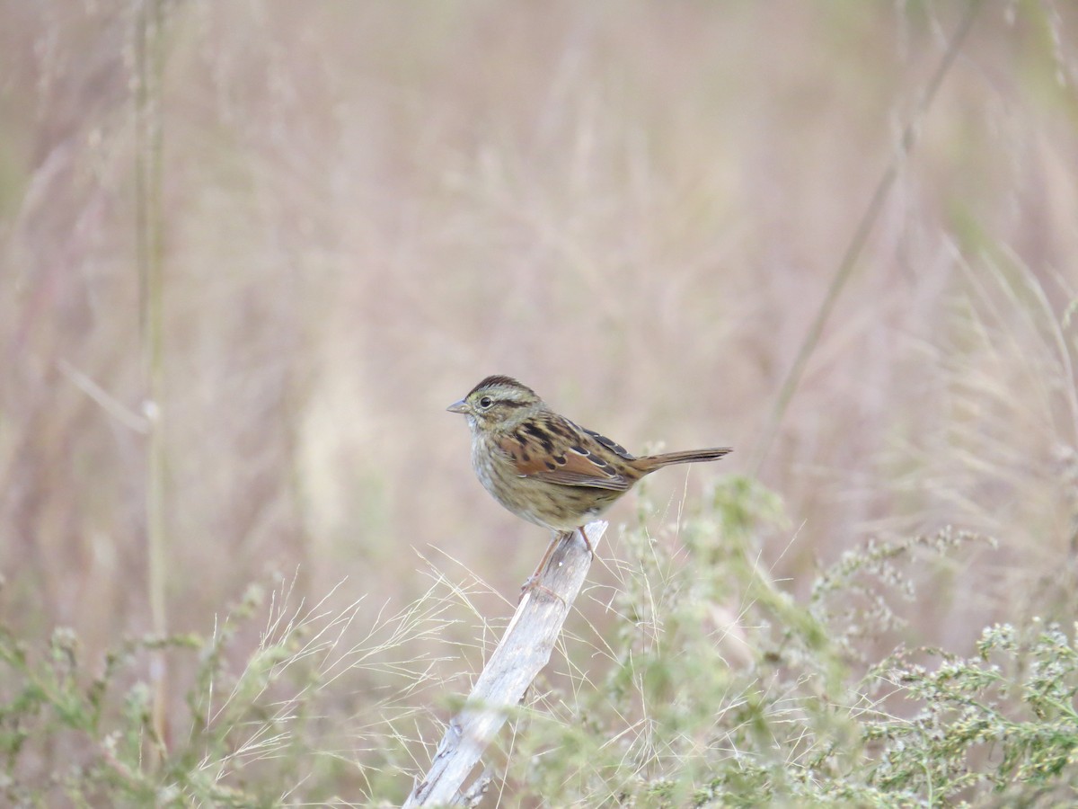Swamp Sparrow - ML21066601