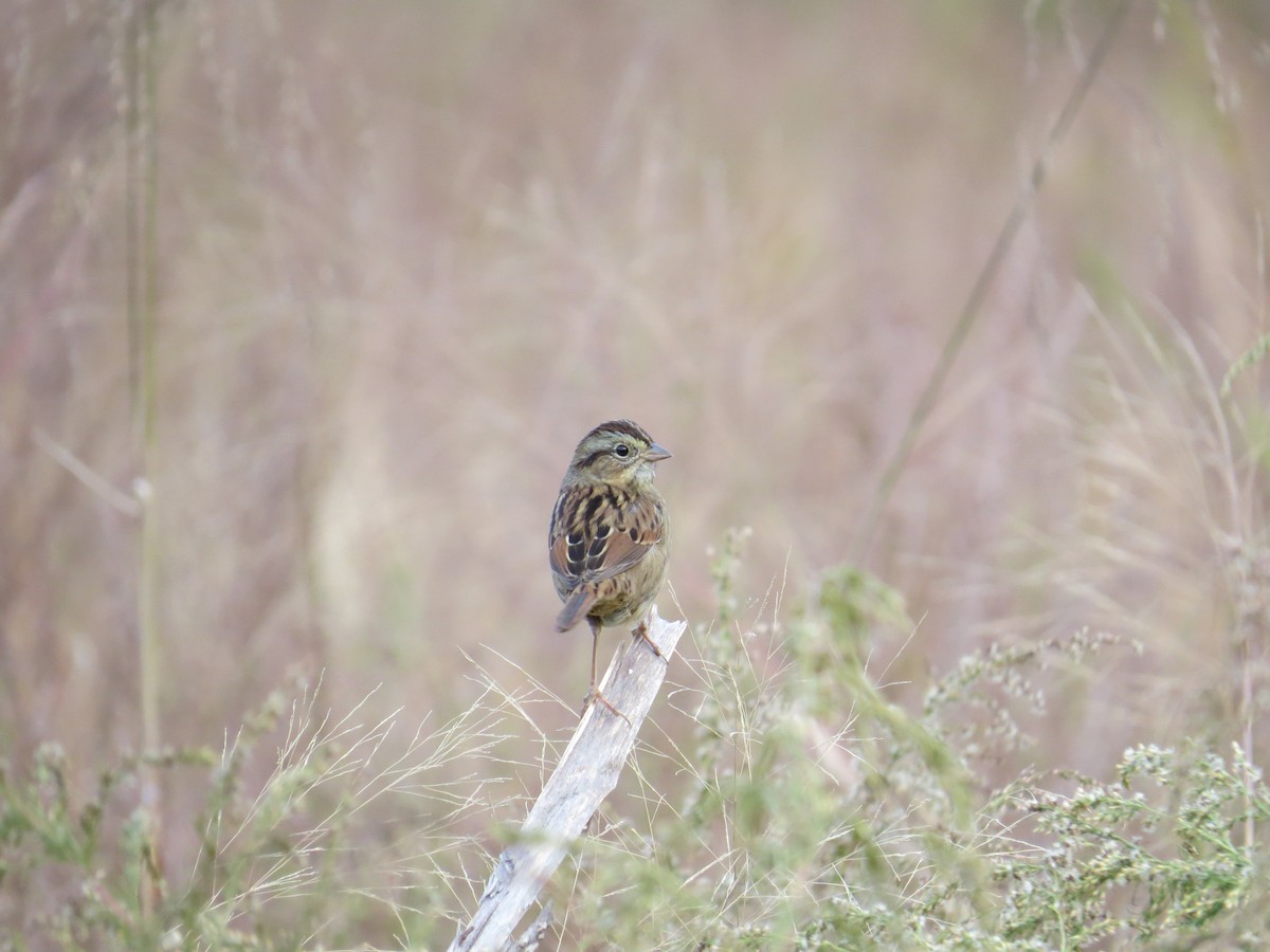 Swamp Sparrow - ML21066651