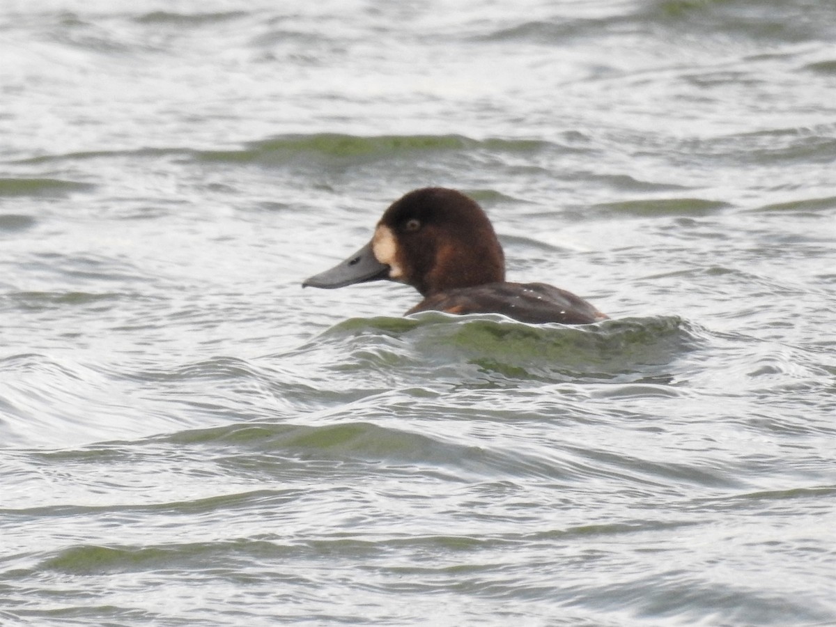 Greater Scaup - Tina Toth