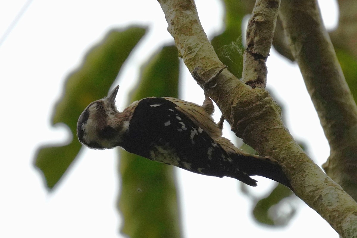 Gray-capped Pygmy Woodpecker - ML210667111