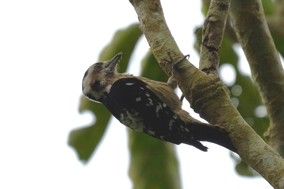 Gray-capped Pygmy Woodpecker - ML210667311