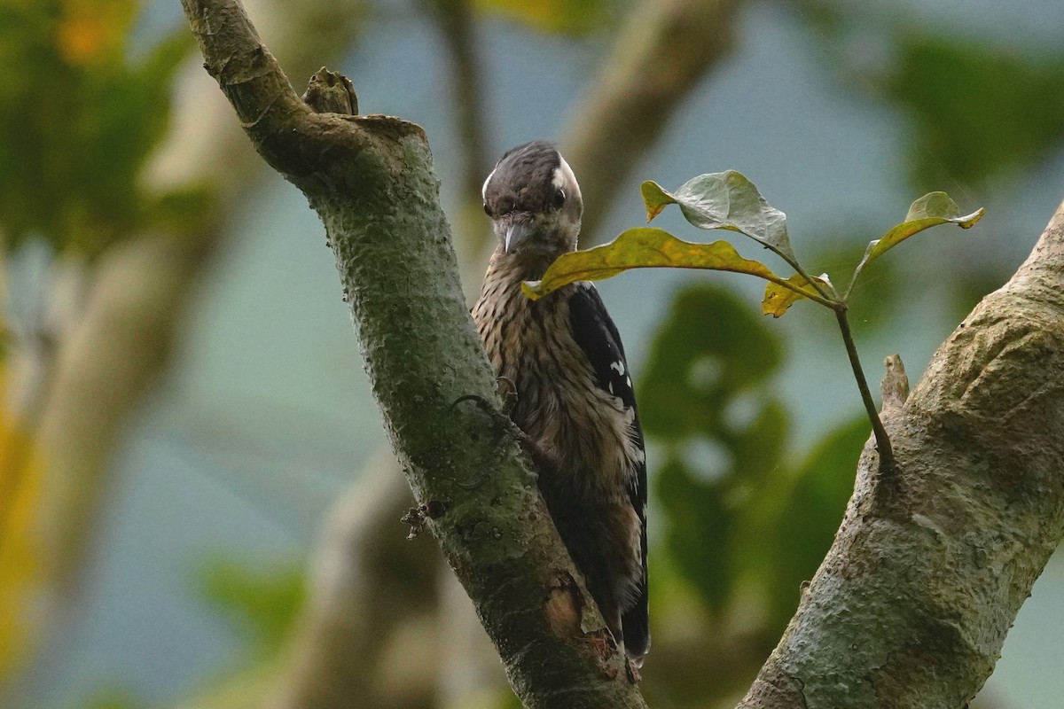 Gray-capped Pygmy Woodpecker - ML210667591