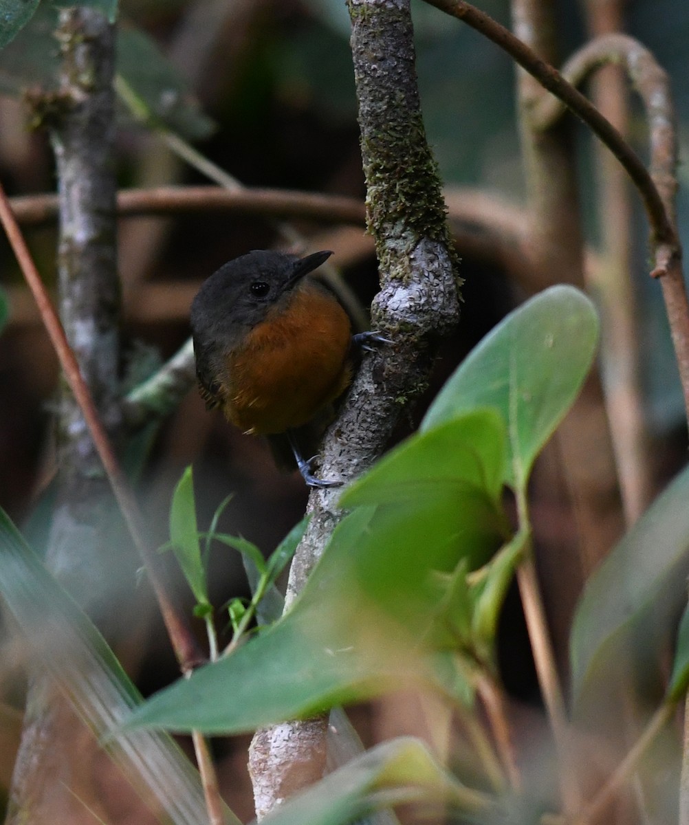 Parker's Antbird - ML210667671