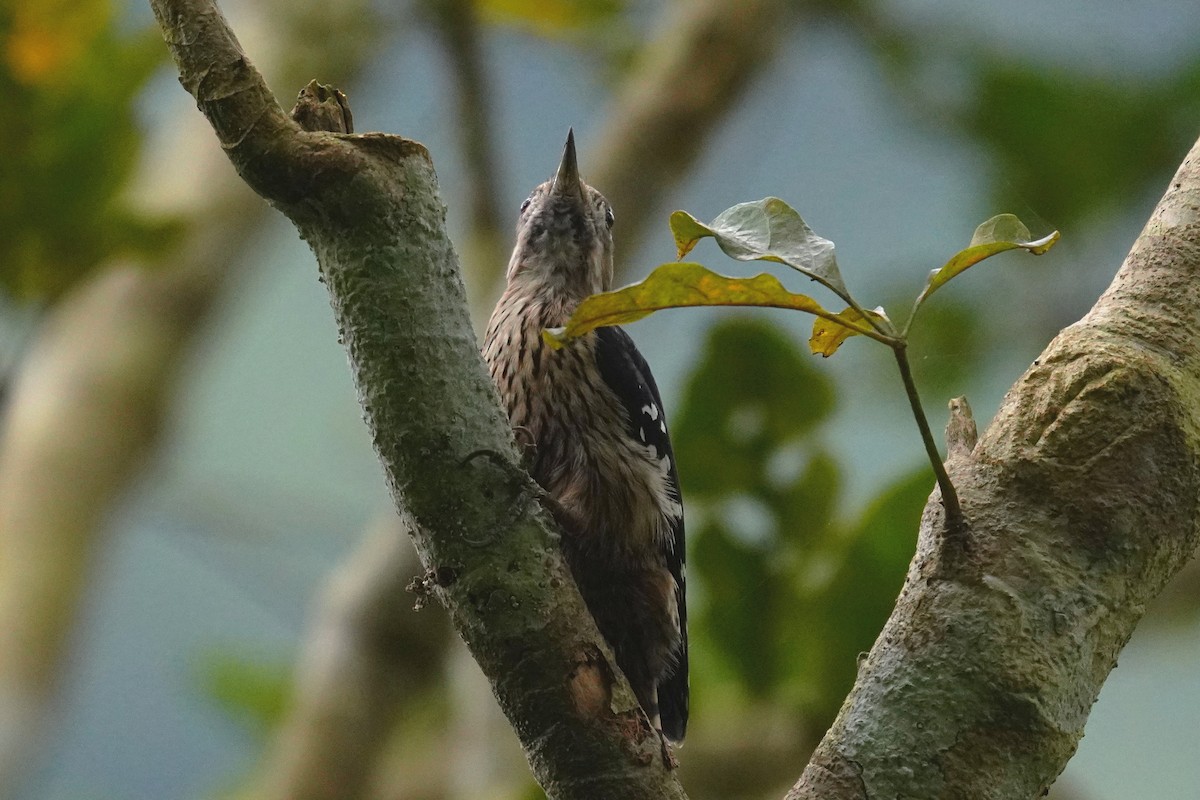 Gray-capped Pygmy Woodpecker - ML210667711