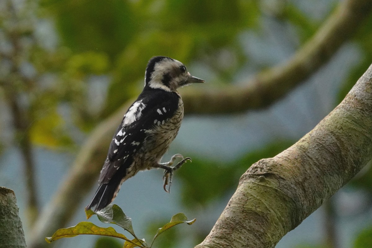 Gray-capped Pygmy Woodpecker - ML210667731