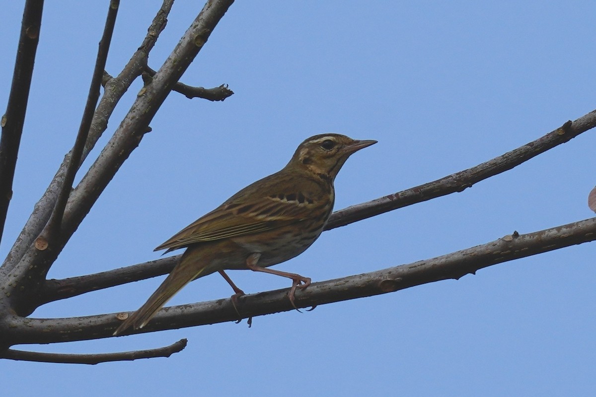 Olive-backed Pipit - ML210668391