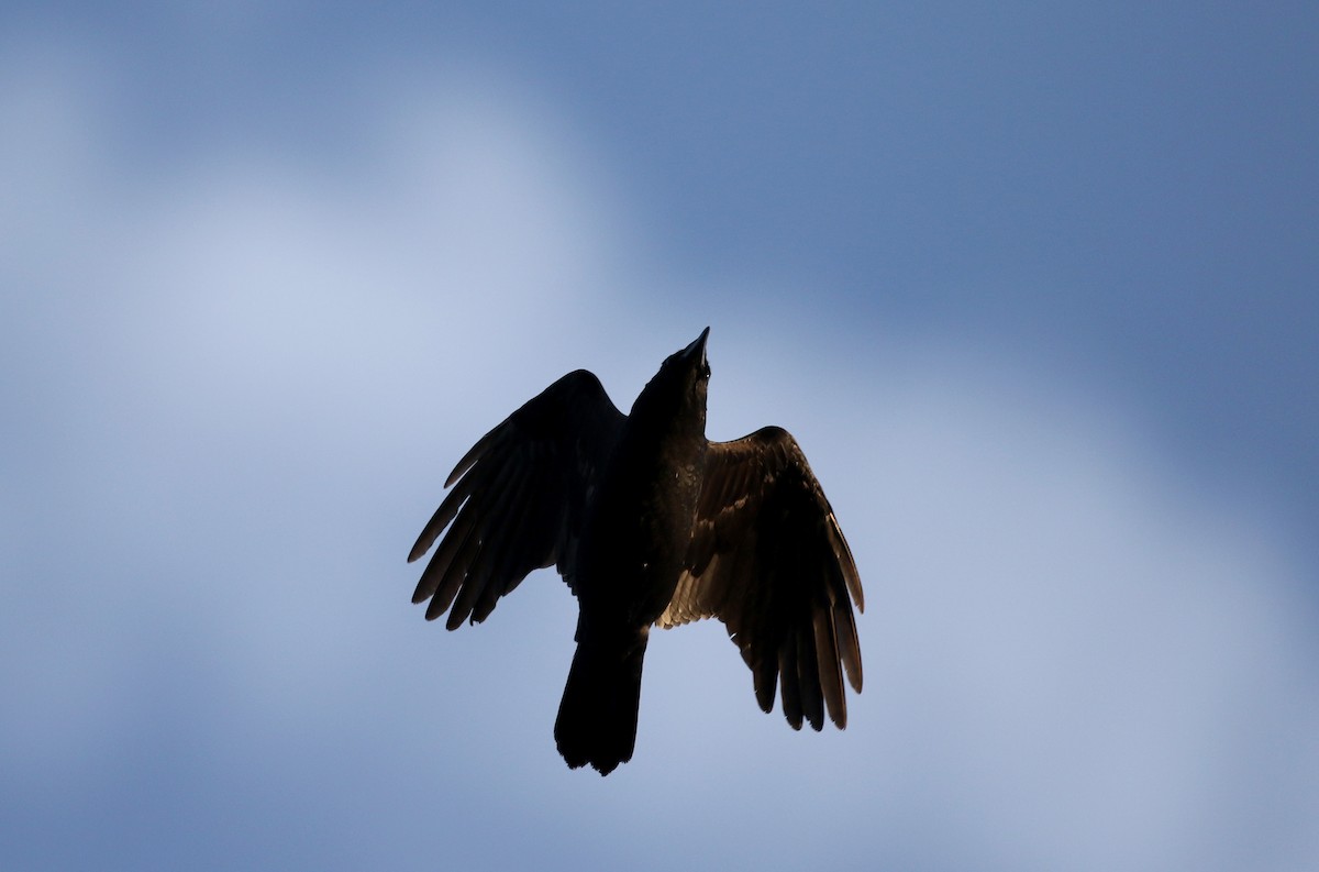 American Crow - Jay McGowan