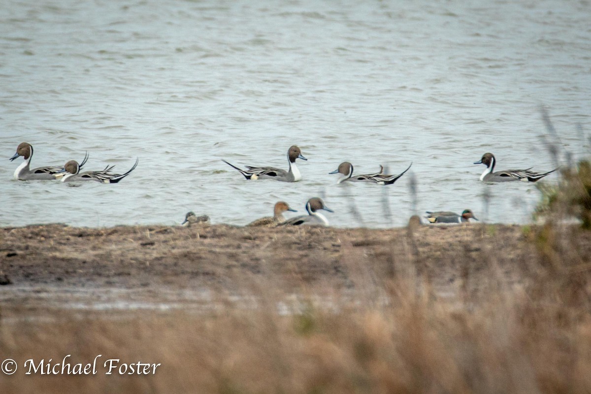 Northern Pintail - ML210669841