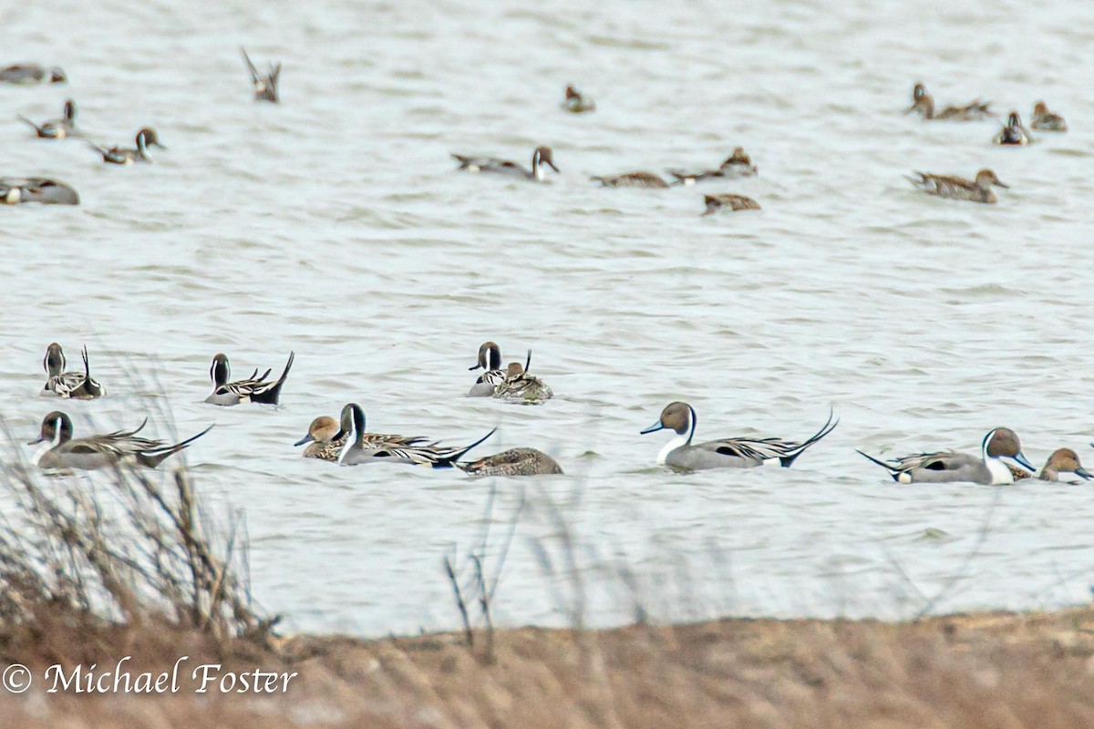 Northern Pintail - ML210669851