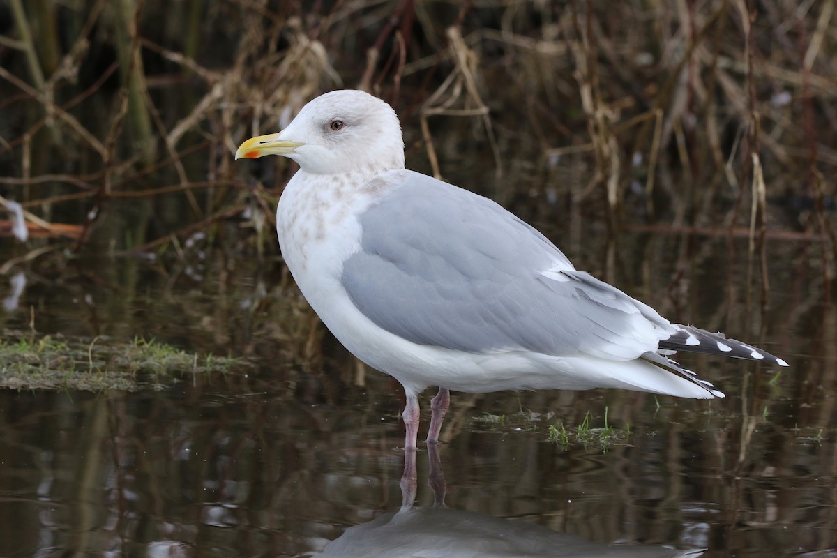 Iceland Gull (Thayer's) - ML210670401