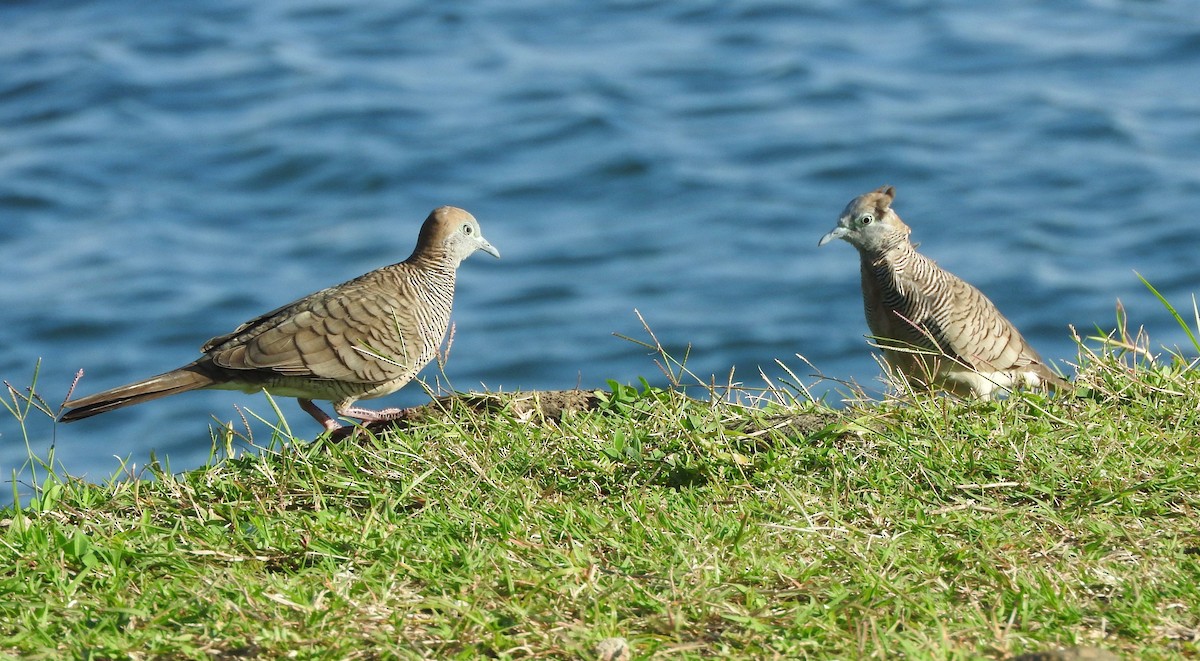 Zebra Dove - Noam Markus