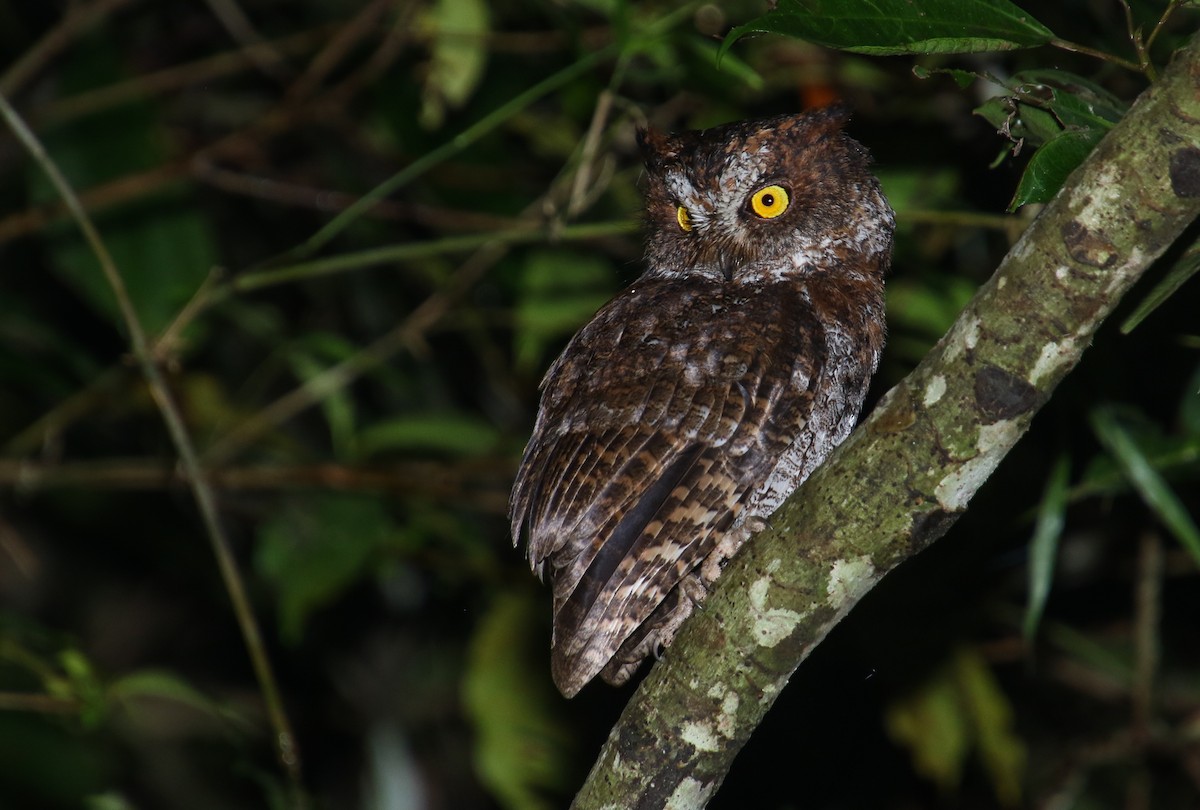 Luzon Scops-Owl - Alex Berryman