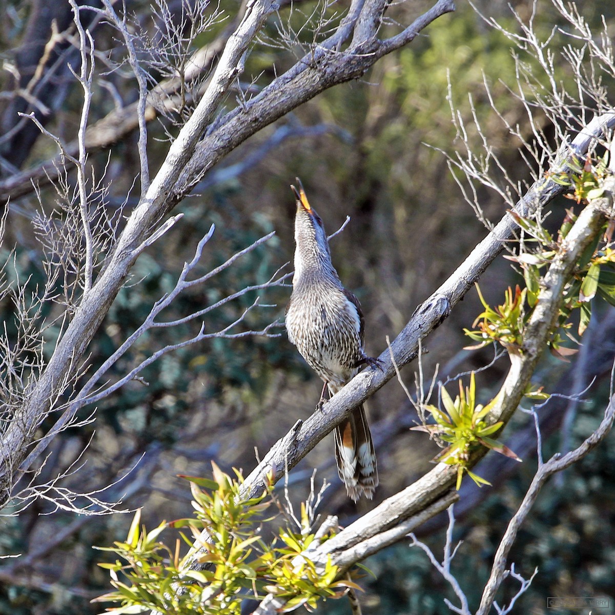 Western Wattlebird - Roksana and Terry