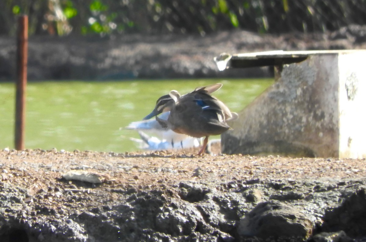 Pacific Black Duck - ML210672091