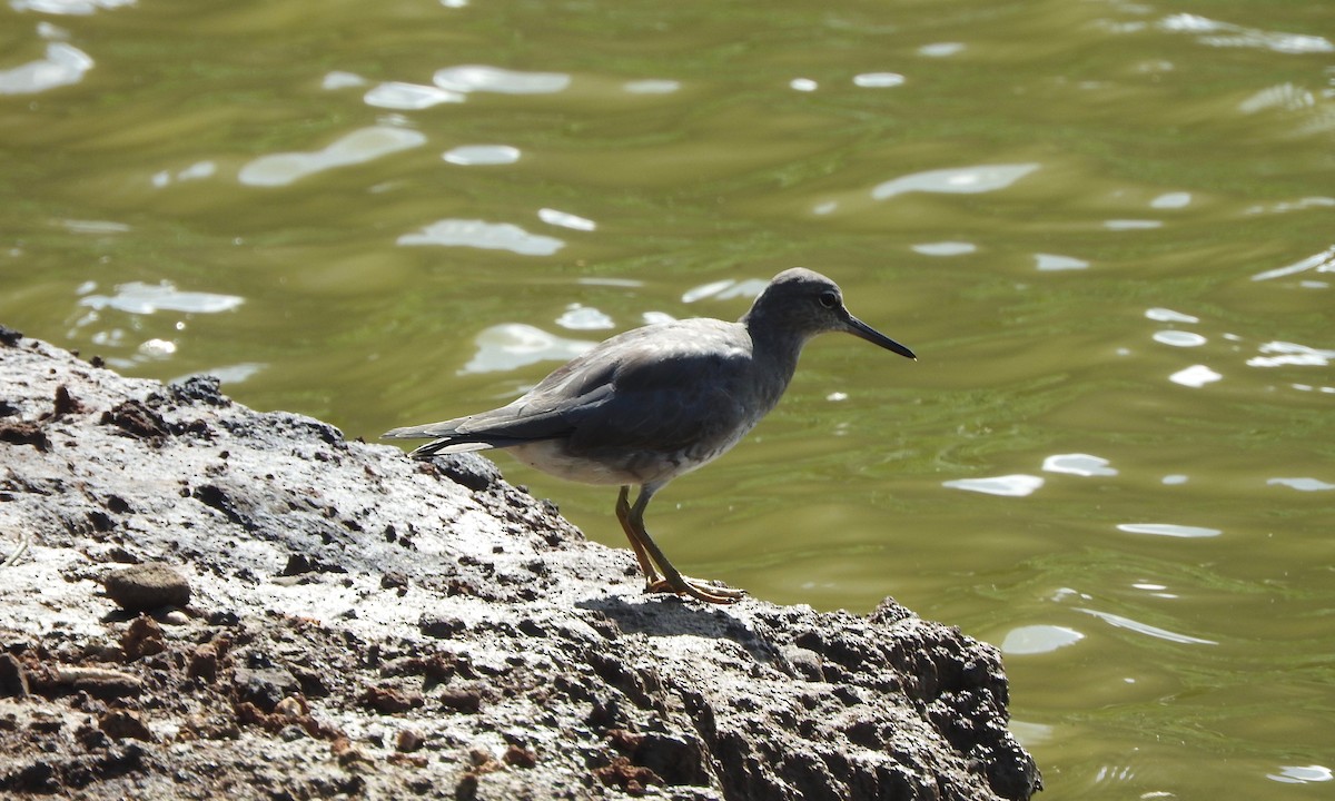 Wandering Tattler - ML210672251