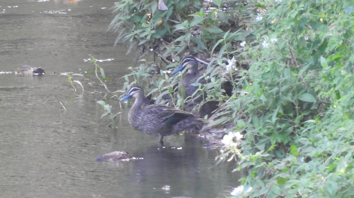 Pacific Black Duck - ML210672401