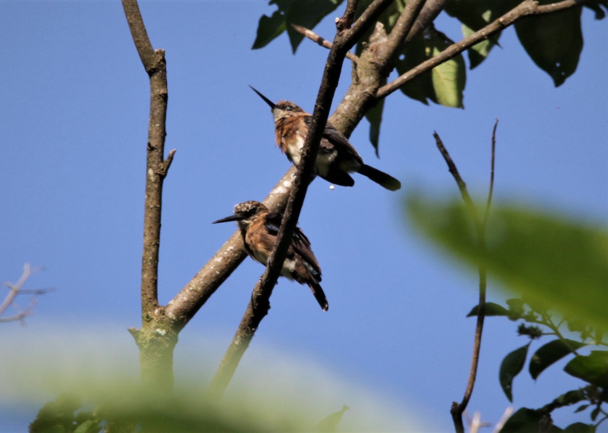 Brown Jacamar - ML210672871