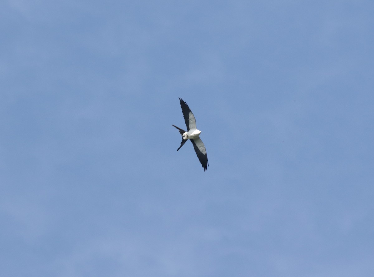 Swallow-tailed Kite - Pedro Bernal