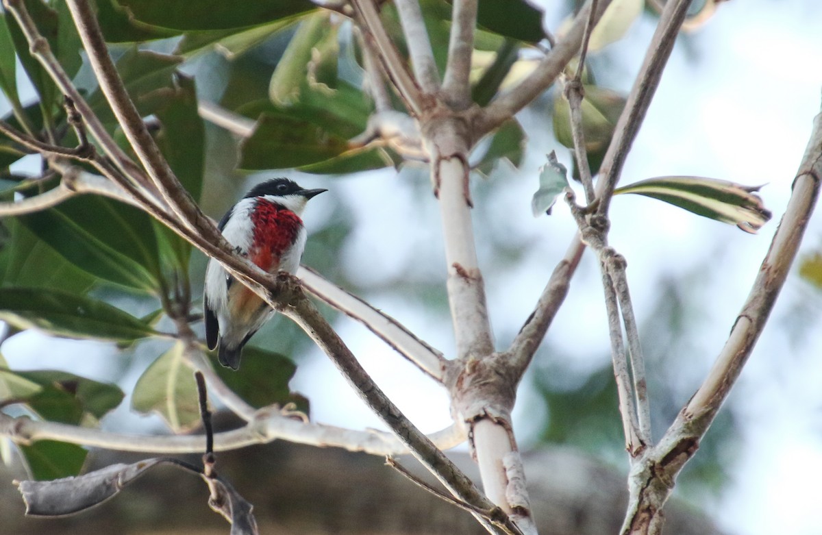 Black-belted Flowerpecker - ML210673561