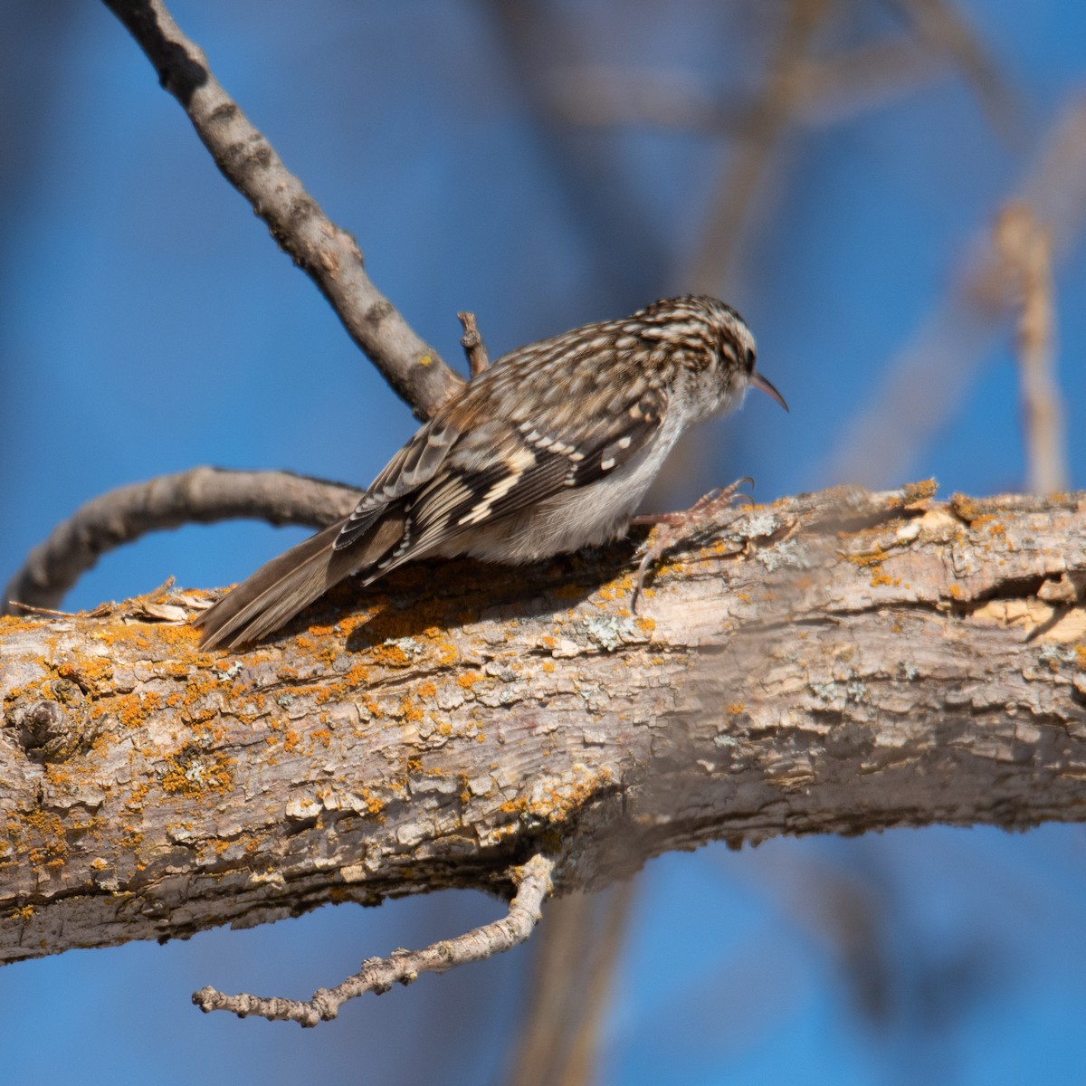 Brown Creeper - Lyle Grisedale