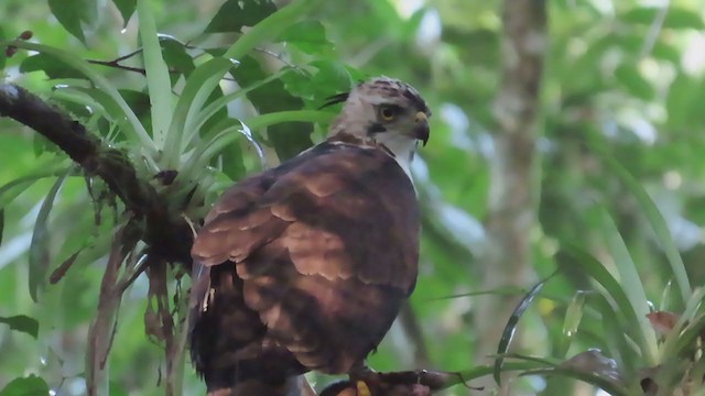 Ornate Hawk-Eagle - ML210675141