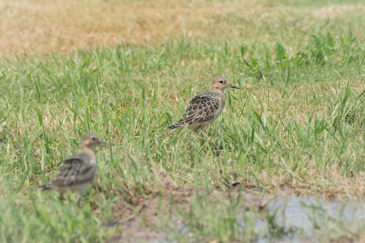 Buff-breasted Sandpiper - ML210675761