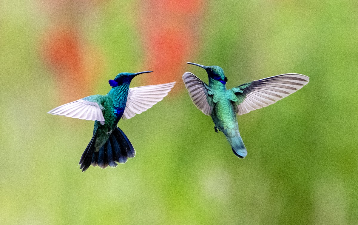 kolibřík modrolící - ML210677211