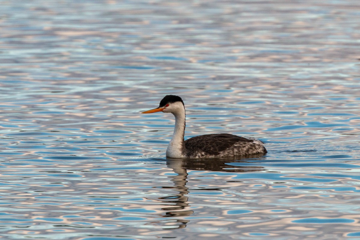 Clark's Grebe - William Clark