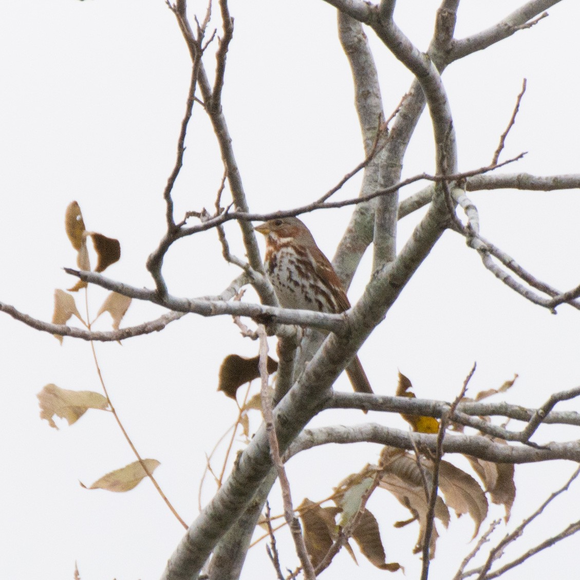 Fox Sparrow - ML210678861