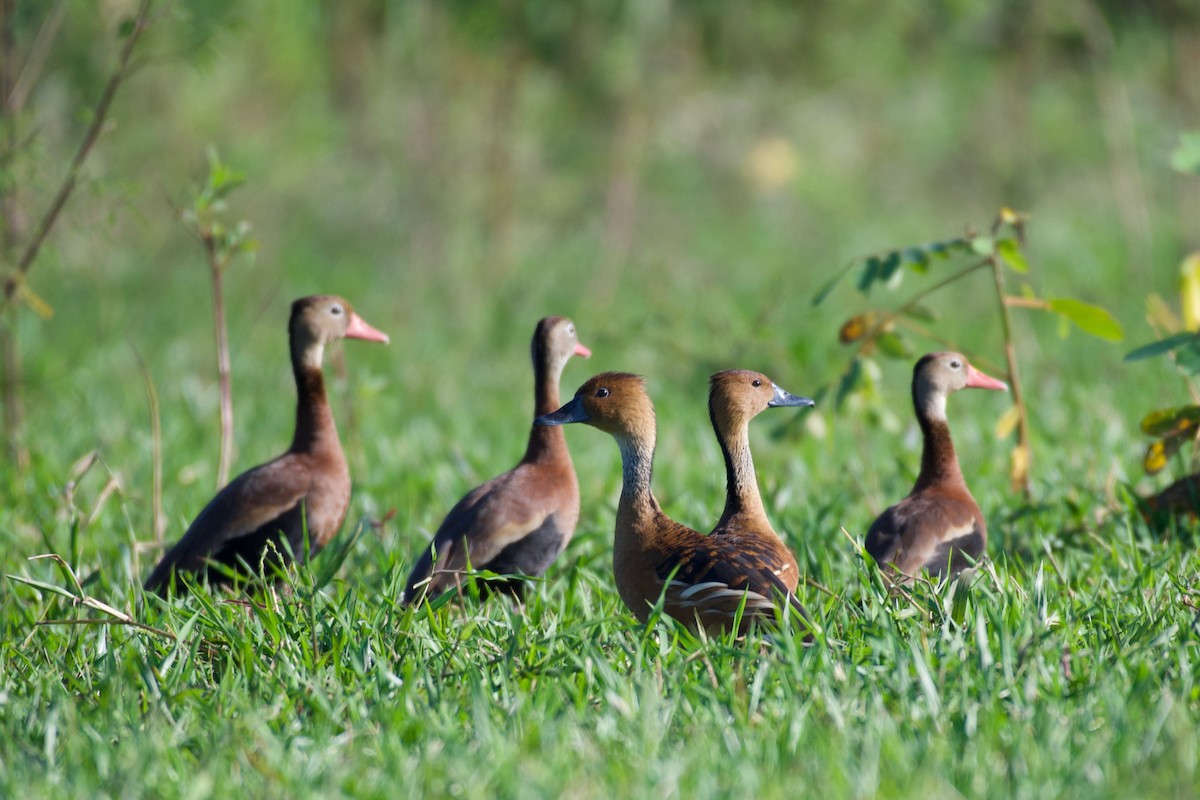 Fulvous Whistling-Duck - ML210679031