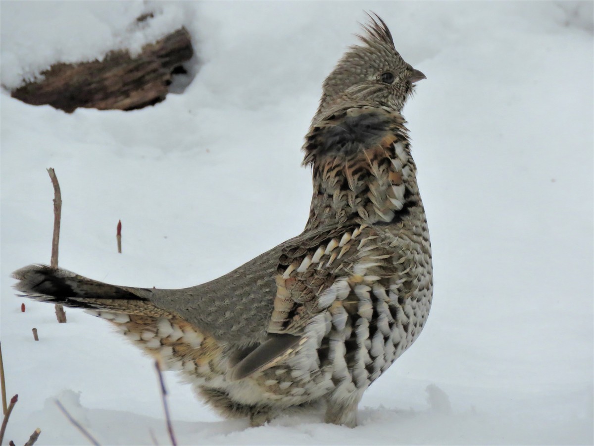 Ruffed Grouse - Timothy Piranian