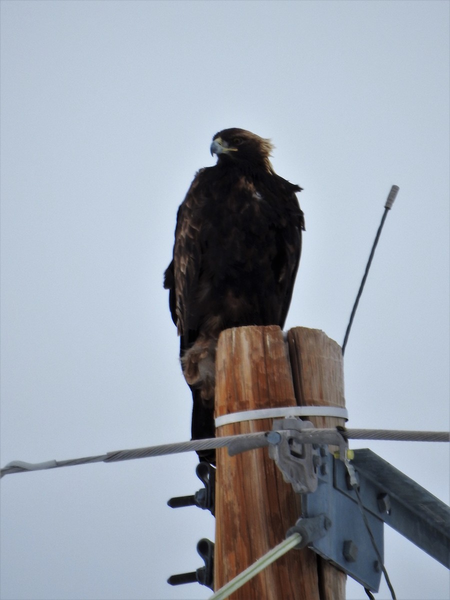 Golden Eagle - ML210682481