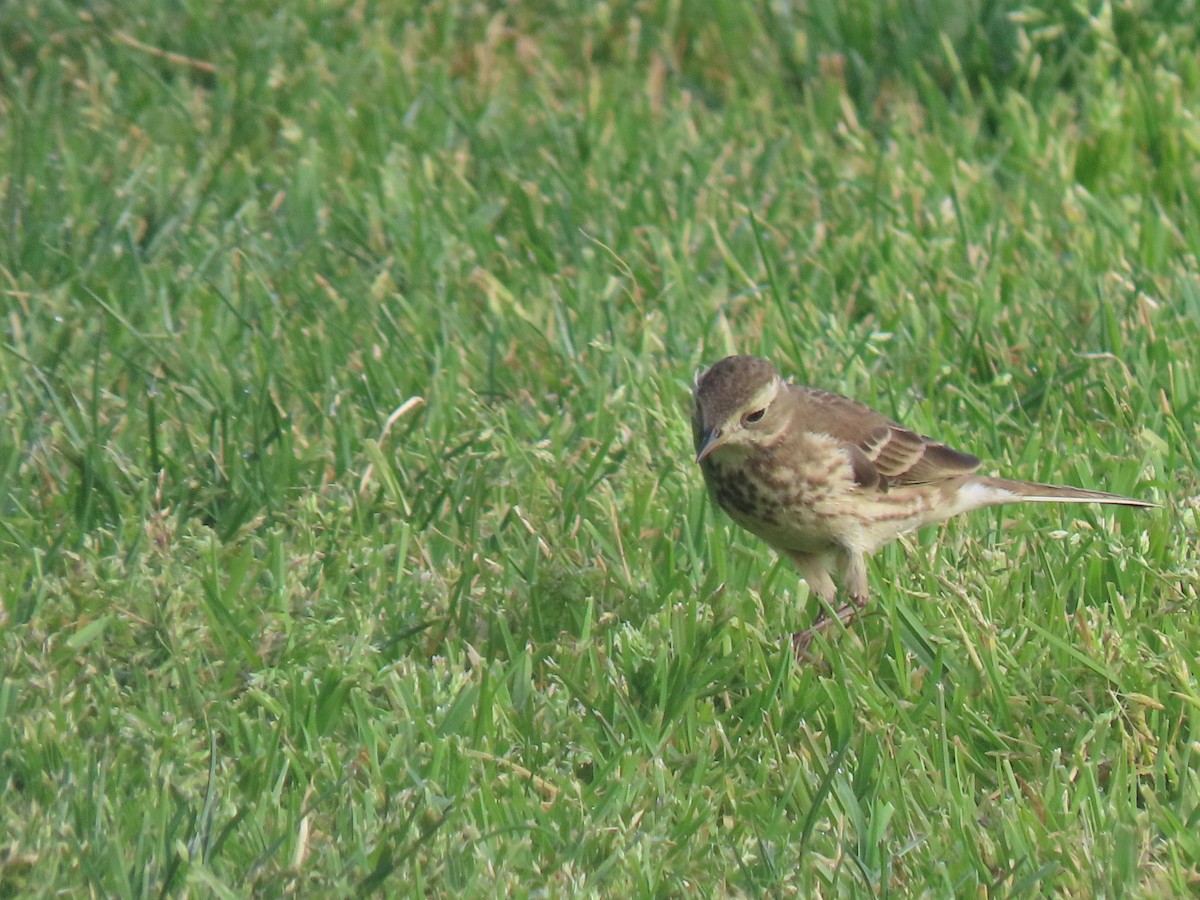 American Pipit - ML210682851