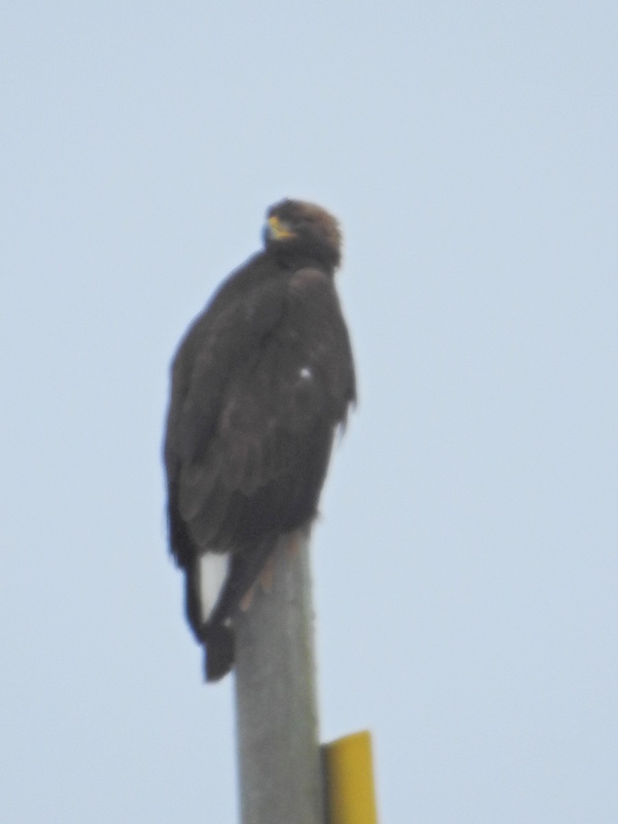 Golden Eagle - ML210682871