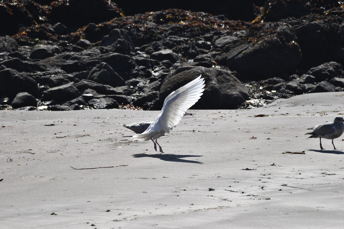 Glaucous Gull - ML210683011