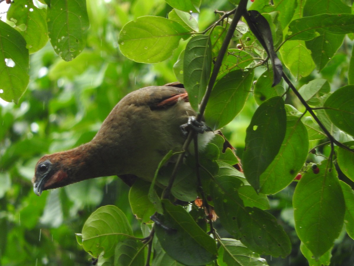 Rufous-headed Chachalaca - ML210683051